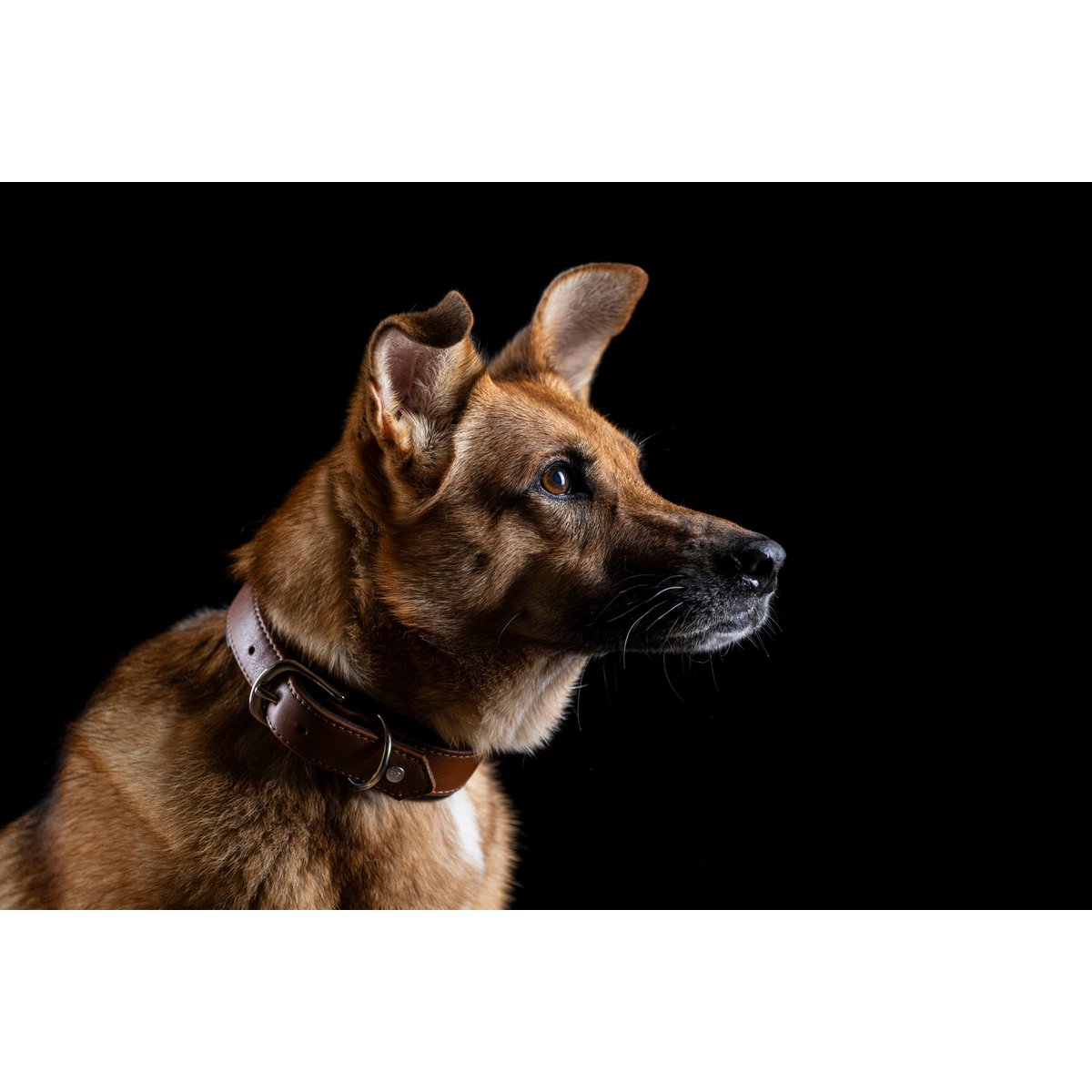 AMICI Dog Collar Cognac