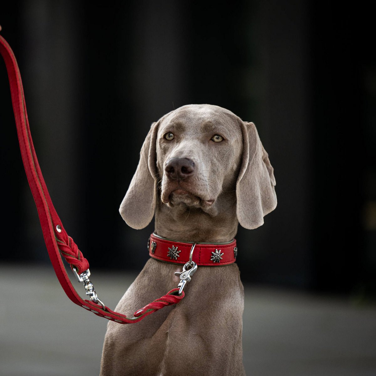 EDELWEISS - Elegantes Hundehalsband mit stilvollen Applikationen