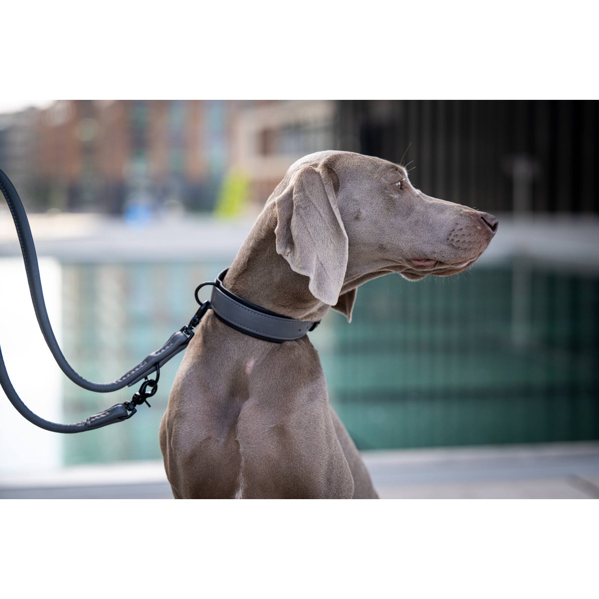 AMICI Dog Leash Anthrazit