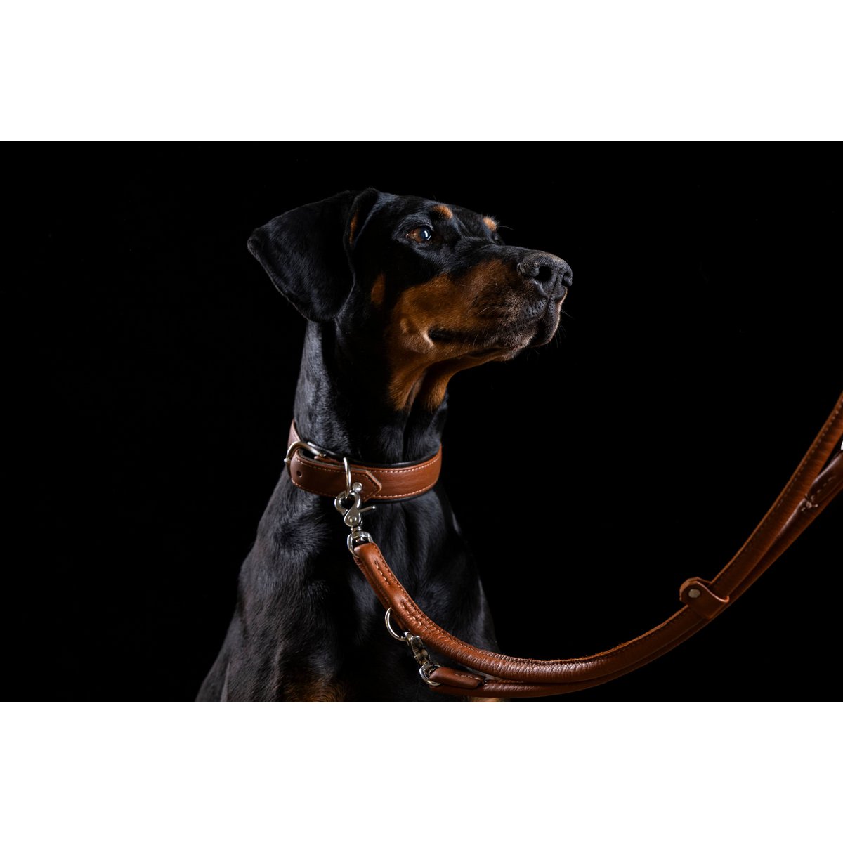 AMICI Dog Collar Cognac