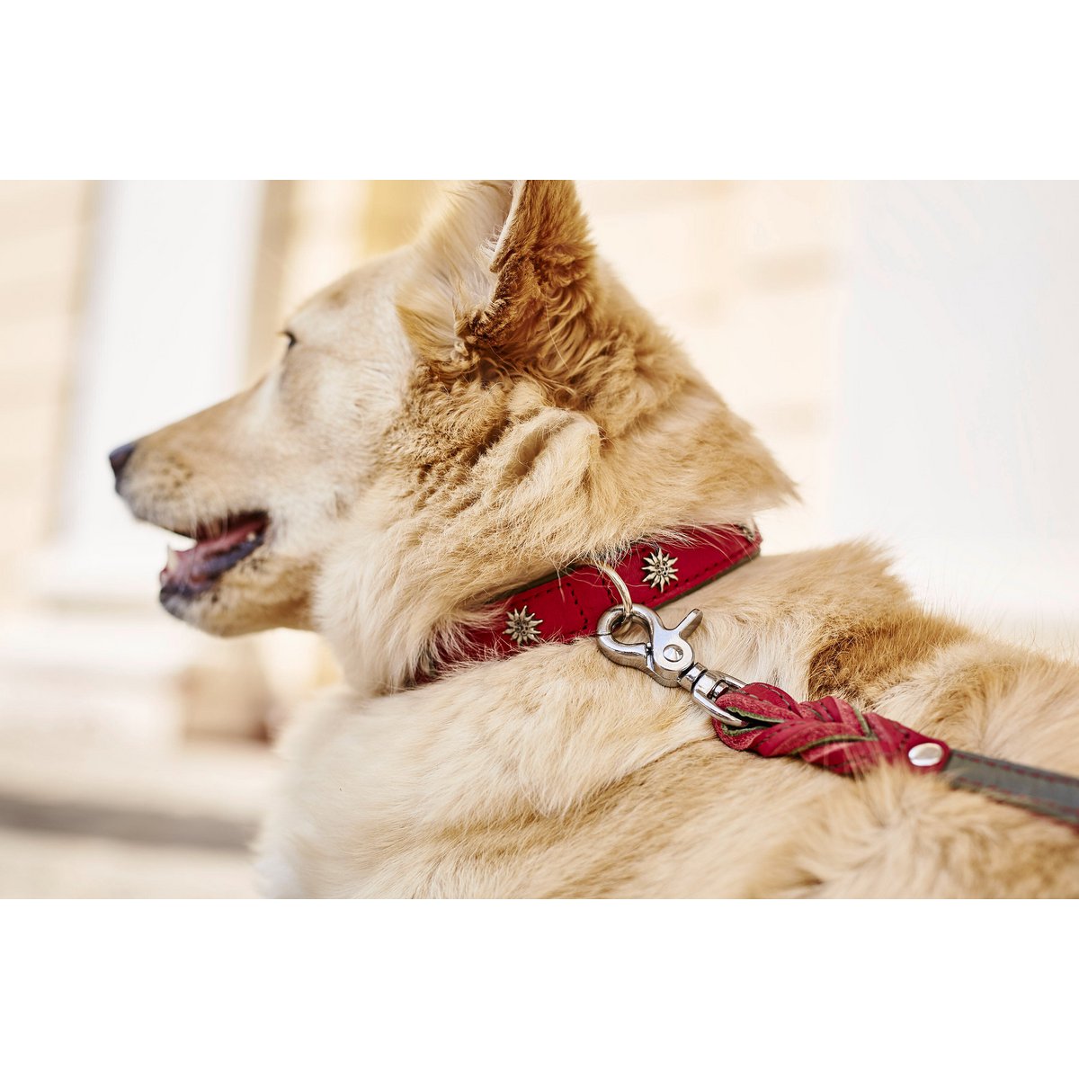 EDELWEISS - Elegantes Hundehalsband mit stilvollen Applikationen