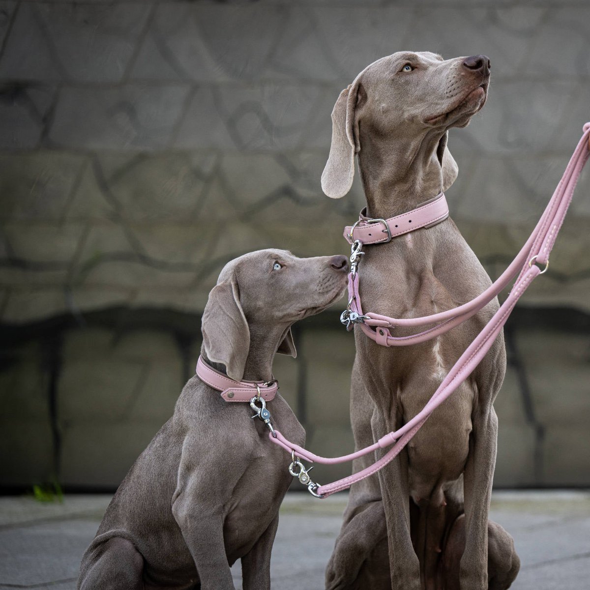 AMICI Dog Collar Rose