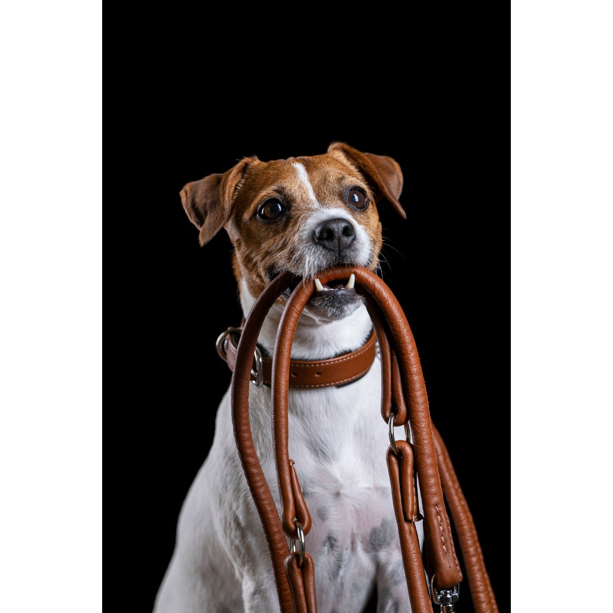 AMICI Dog Collar Cognac