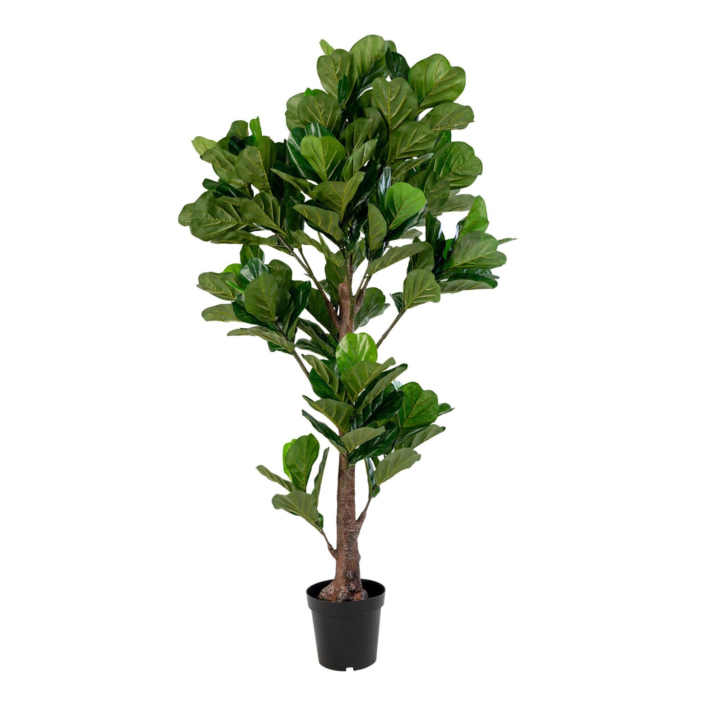 Fiddle Leaf Tree  Grün, 190cm