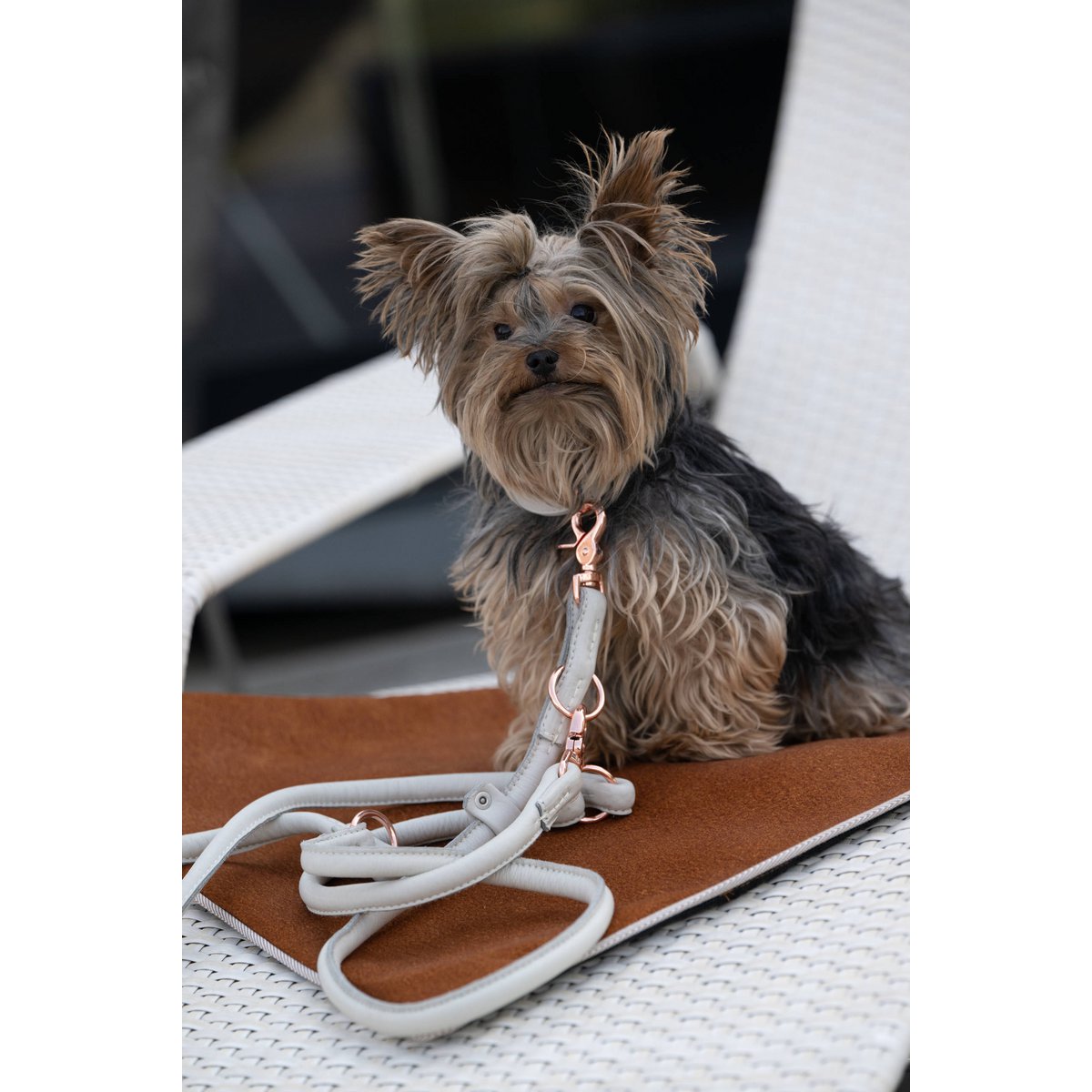 AMICI Dog Leash Light Grey