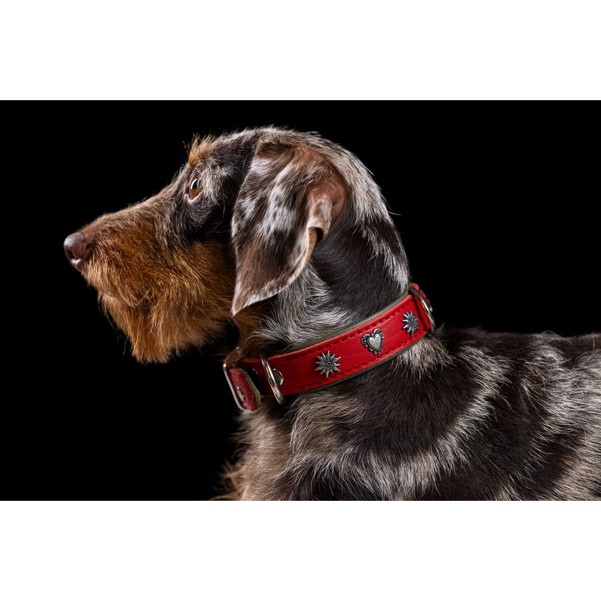 EDELWEISS - Elegantes Hundehalsband mit stilvollen Applikationen