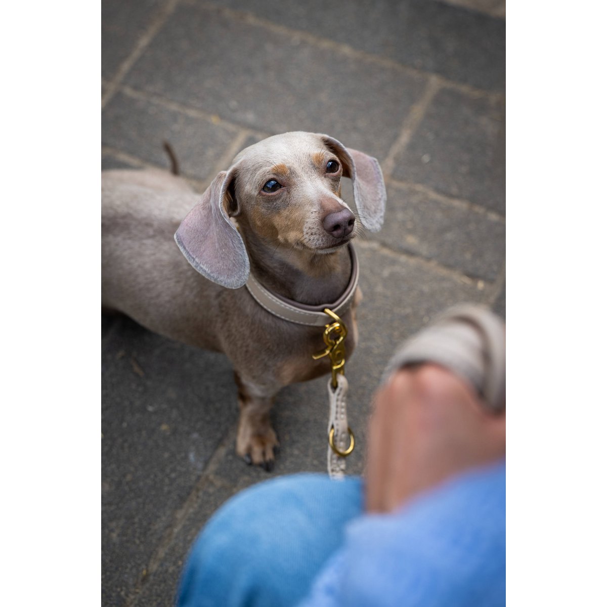 AMICI IVORY - Elegante Rundleine für modebewusste Hundefreunde