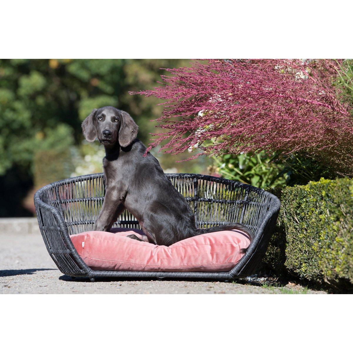 PRADO - Design-Hundebett OXFORD