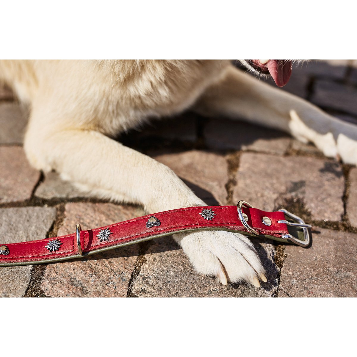 EDELWEISS - Elegantes Hundehalsband mit stilvollen Applikationen