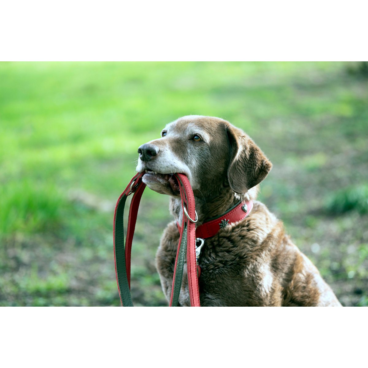 EDELWEISS - Elegantes Hundehalsband mit stilvollen Applikationen